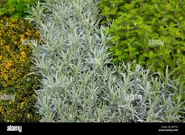 Image result for Helichrysum aureum