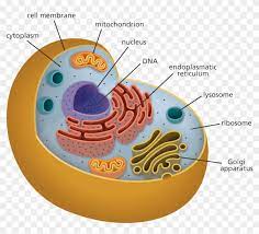 Therefore anaphase chromosome is a half metaphase chromosome. What Is A Cell Chromosomes Located In A Plant Cell Free Transparent Png Clipart Images Download