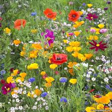 West Wildflower Seed Mix Wild Flower Meadow Wildflower Seeds Wildflower Garden