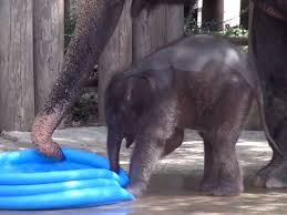 Adorable Baby Elephant Slips And Slides In A Kiddie Pool Baby Elephants Playing