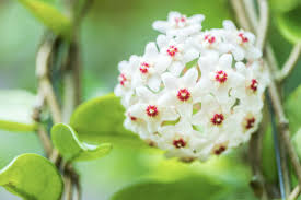 Image result for hoya plant flower
