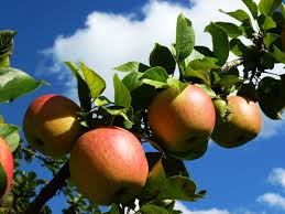 Apfel Statt Tabletten Apfel Konnen Cholesterinwerte Fast So Gut Senken Wie Medikamente Pflanzenforschung De