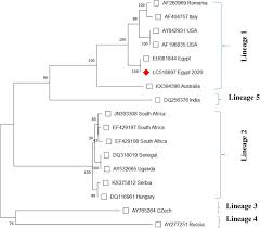 Following a significant outbreak of west nile fever with neurological cases caused by lineage 1 wnv in romania. Seroprevalence And Molecular Characterization Of West Nile Virus In Egypt Sciencedirect