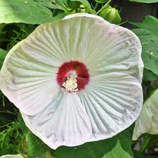 Image result for Hibiscus fuscus