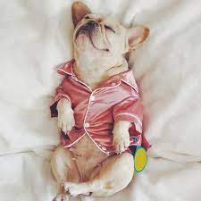 Check spelling or type a new query. Soft Silk French Bulldog Pajamas Pet Dog Pajama For Small Dogs Shih Tzu Puppy Cat Clothes Pets Clothing Walmart Com Walmart Com