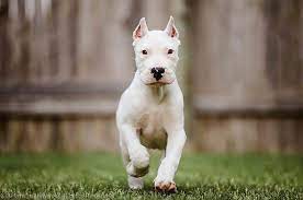 Dogo Argentino Puppy Perros Argentinos Perro Amigo Argentina Dogo