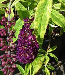 The Santana Butterfly Bush Is A Show Stopper Among Pretty Butterfly Attracting Shrubs Not Only Does This One Have Amazing Butterfly Bush Purple Flowers Shrubs