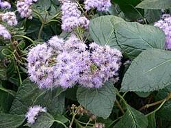 Image result for Bartlettina