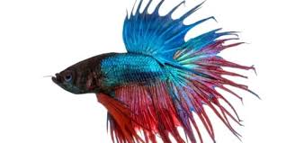 Betta are an easily kept aquarium fish, and average at 2 and 1/2 to 3 inches in body length (tail fin length varies, with some specimens reaching 4 inches in total length). Advice On Selling Betta Fish In Pet Shops Oata The Ornamental Aquatic Trade Association