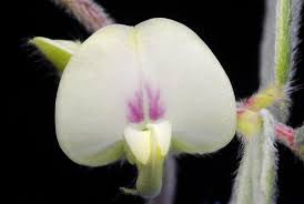 Image result for Macrotyloma africanum