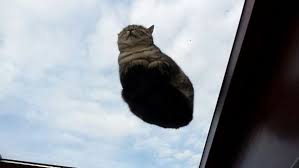 Cat legs appear to function like airplane landing gears as the stow safely away in the floof source, imgur: 29 Hilarious Reasons Why Having A Cat And A Glass Table Make Perfect Sense