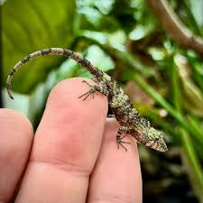 Image result for Urochloa pungipes