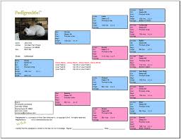 Free Rabbit Pedigree Templates Free Pedigree Chart