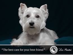 They are an affectionate, gentle, and playful little dog. Blog Archives Page 3 Of 3 Les Poochs