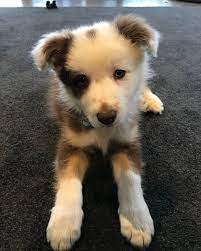 We also have wonderful puppies of color from over thirty years of selective working ability and pedigrees. Tri Colour Border Collie Cute Dogs Cute Dogs Breeds Puppies