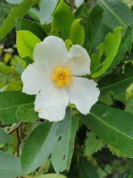 Image result for Theaceae