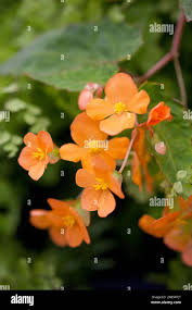 Image result for Begonia sutherlandii