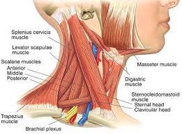 Pin By Duncan Disaronni On Z Body Neck Muscle Anatomy Sternocleidomastoid Muscle Muscle Anatomy