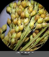 Image result for Panicum adenophorum