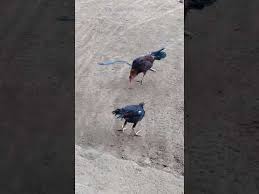 Salah satu ayam pisau yang cukup dikenal di indonesia adalah ayam peru / peruvian. Ayam Peru Youtube