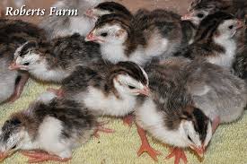 Roberts Farm Guinea Fowl