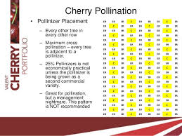 Cherry Pollination Final