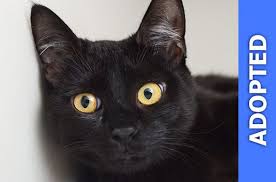 Image result for Felicia abyssinica