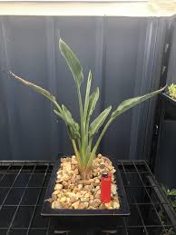 This Bird Of Paradise Is 6 Years Old And Was Stunted And Not Growing Well In Its Garden Position So I Planted In A Bonsai Plants Birds Of Paradise Bonsai Pots