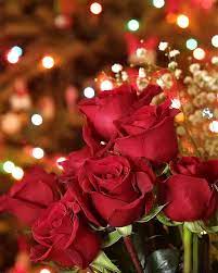 صور ورد حلوه اجمل صور ورود وازهار جذابة اجمل ورود رومانسية مجلة رجيم rose flowers plants