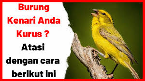 Cocok buat pancingan burung kutilangmu. Burung Kenari Anda Kurus Atasi Dengan Cara Berikut Ini Burung Kenari