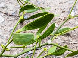 Image result for Viscum shirense