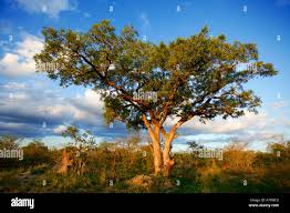 Image result for Sclerocarya birrea