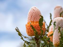 We don't have much experience with growing mangoes as they don't grow that well in melbourne. What To Plant In Winter In Each State In Australia Realestate Com Au