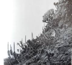 Image result for Microcharis remotiflora