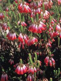 Image result for Erica