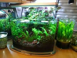 Finnex Led Owners Unite Or At Least Join The Club Underwater Plants Planted Aquarium Aquarium Fish