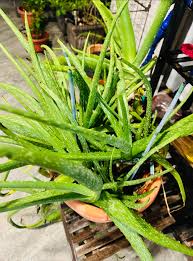 Image result for Aloe rulkensii