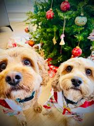 JB's Barks & Bubbles Grooming Services