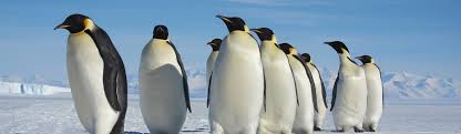 The males of the emperor penguins have to sit more than two months before the egg hatch and the females return. Penguin Emperor Breeding Young People S Trust For The Environment