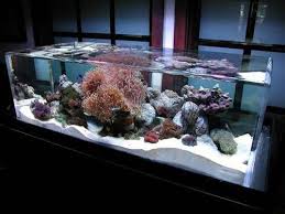 32 Magnificently Modern Aquariums Modern Fish Tank Aquarium Saltwater Fish Tanks