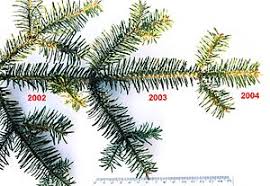 Image result for evergreen leaves compound