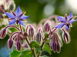 Maybe you would like to learn more about one of these? Growing Borage How To Grow And Use Borage Plant In The Garden