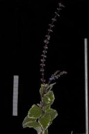 Image result for Coleus coeruleus