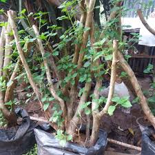 10 jenis bonsai langka jadi primadona di indonesia. Bonsai Lantana Hutan Cahunit Com