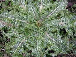 Milk Thistle Pictures Flowers Leaves And Identification Silybum Marianum Thistle Plant Milk Thistle Leaf Identification