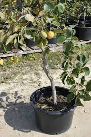 People, who would consider purchasing fruit trees normally expect to eat the fruits (eventually) when ripen. Container Grown Kaki Persimmons General Fruit Growing Growing Fruit