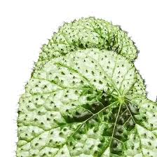 Image result for Begonia lacunosa