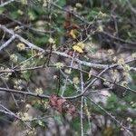 Image result for Haplocoelum