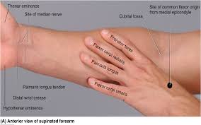 The forces applied to a tendon may be more than 5 times your body weight. Print Muscles Of The Forearm And Hand Flashcards Easy Notecards Wrist Anatomy Anatomy Organs Forearm Muscles