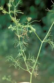Image result for Apium leptophyllum